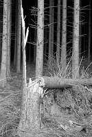 Storm damage in January 2007, reminiscent of damage caused by the German artillery and mortar attacks on the 101st Airbourne around Bastogne.