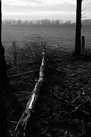 Storm damage in the woods around Bastogne 2007.