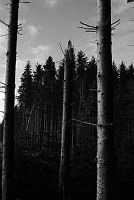 Storm damage in January 2007, reminiscent of damage caused by the German 'airburst' artillery attacks on the 101st Airbourne around Bastogne.