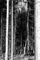 Further storm damage to the woods around Bastogne. The 101st Airbourne were dug into their foxholes on this front-line.