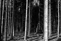 Further storm damage to the woods around Bastogne. The 101st Airbourne were dug into their foxholes on this front-line.